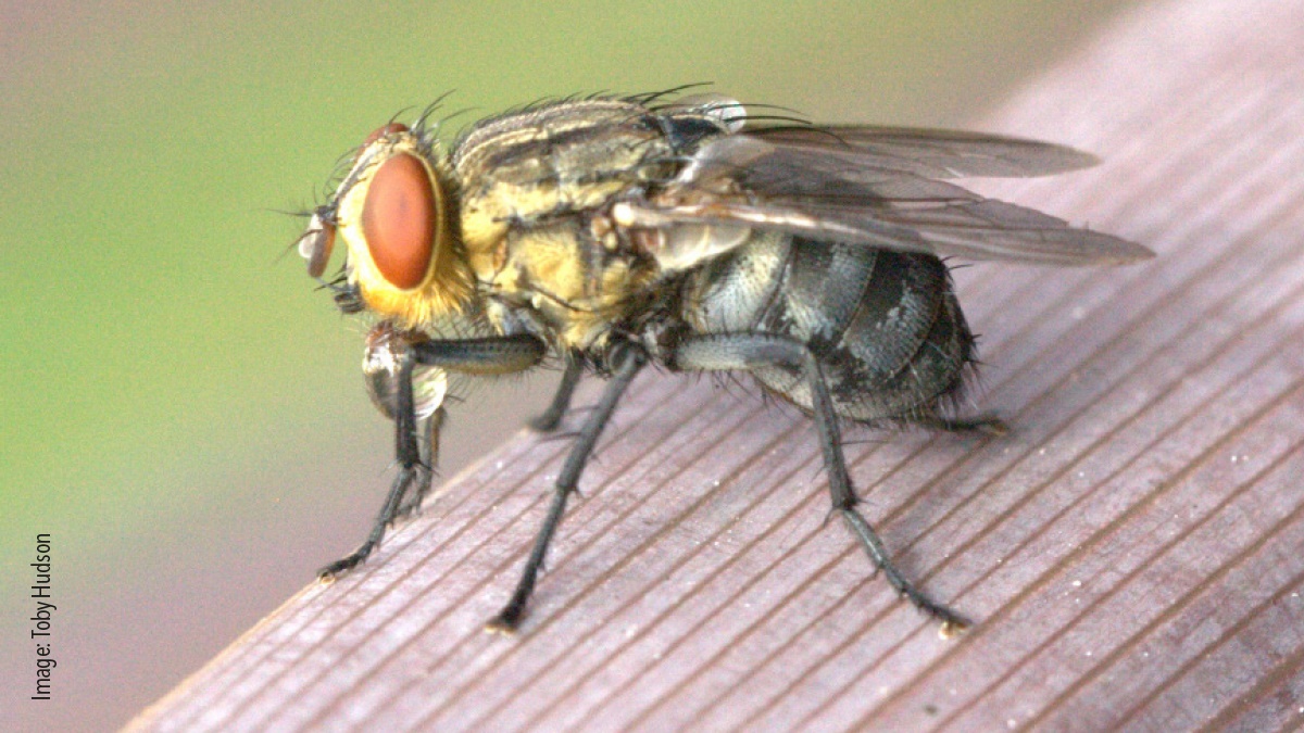 Birds nests can attract flies